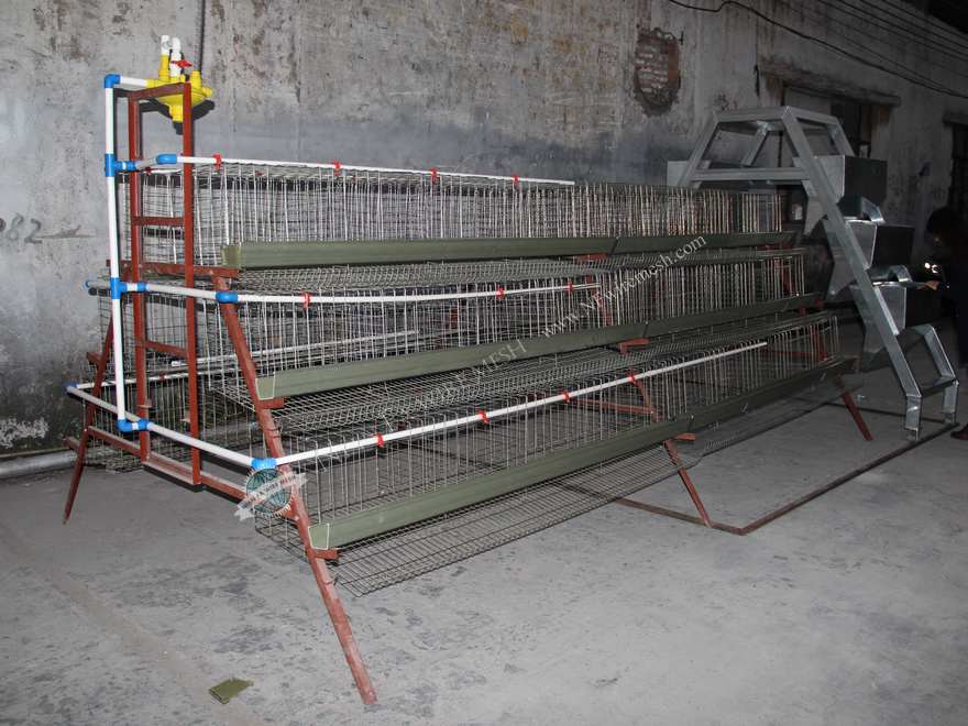 design layer chicken cages for kenya farm